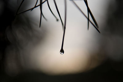 Close-up of dew drop on grass at night