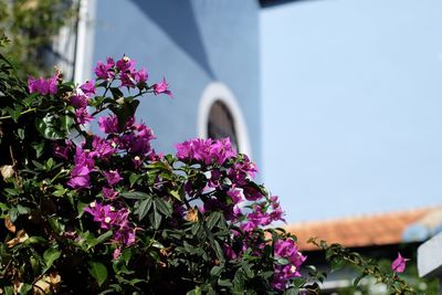 Close-up of purple flowers blooming outdoors