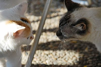 Close-up of cats