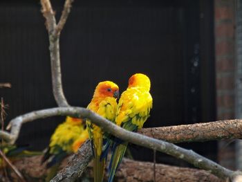 Close-up of parrot perching on tree