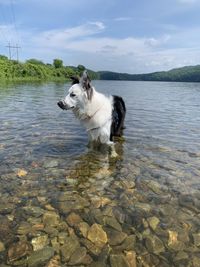 Dog in a lake