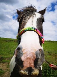 Close up horse face