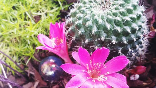 Close-up of pink flowers