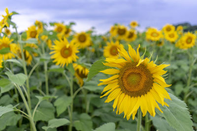 Close-up of yellow flowering plant on field