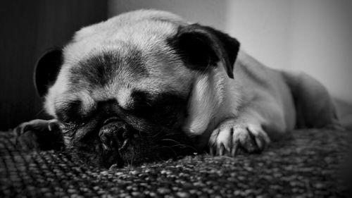 Close-up of a dog resting at home