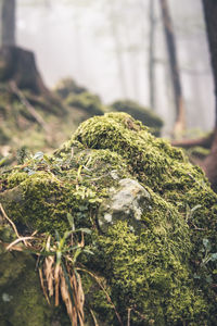 Close-up of moss growing on field