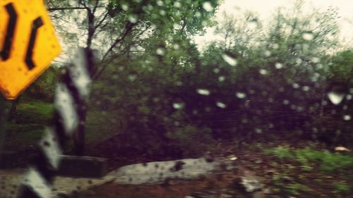 Plant growing on tree