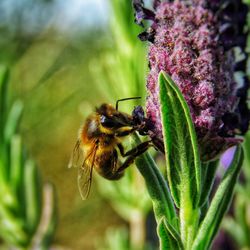 Close-up of honey bee pollinating on purple flower