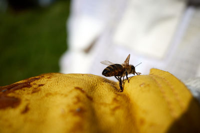 Close-up of insect