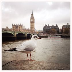 Seagull flying over river