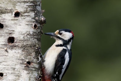 Close-up of great spotted woodpecker on tree trunk