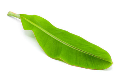 Close-up of leaf against white background