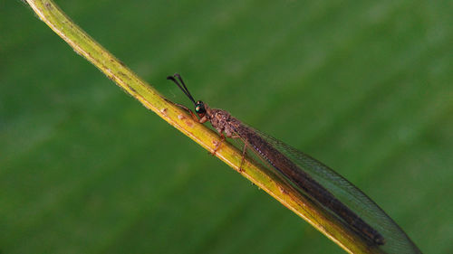 Close-up of damselfly on leaf