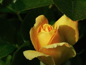 Close-up of yellow rose flower
