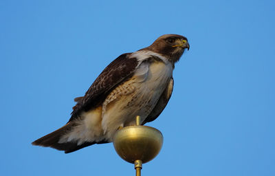 Low angle view of eagle perching on the sky