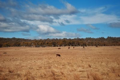 View of sheep on field against sky