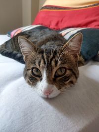 Portrait of cat resting on bed