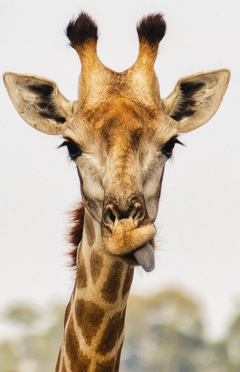 CLOSE-UP PORTRAIT OF A HORSE