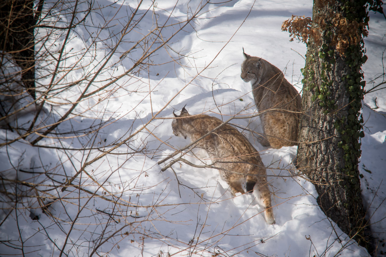 Lynx in snow