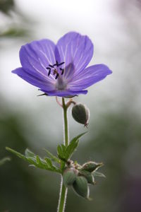 Close-up of purple flower blooming outdoors