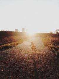 Dog on grassy field