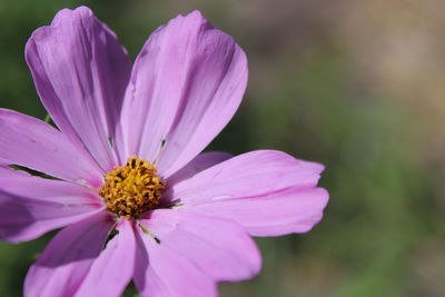 Close-up of pink cosmos flower