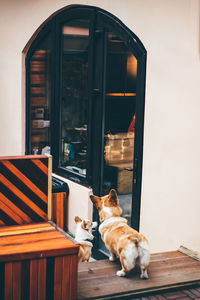 Two funny corgi dog waiting for owner at the door.