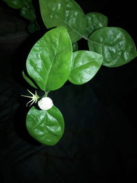 Close-up of green leaves over black background