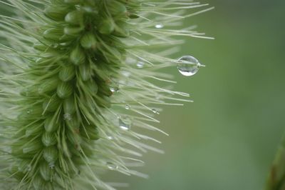 Close-up of water droplet on plant