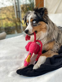 Close-up of dog looking away