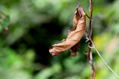 Close-up of dried leaves on plant