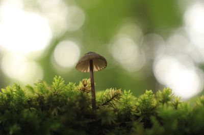 Close-up of mushroom growing on plant