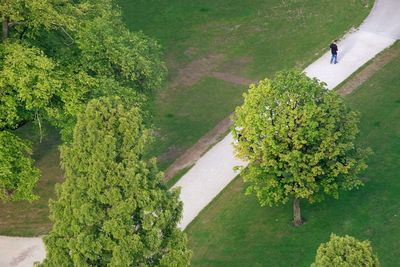 High angle view of man walking on pathway amidst trees growing at park