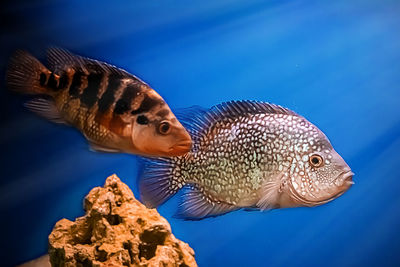 Close-up of fish swimming in sea