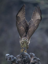 Low angle view of bird flying