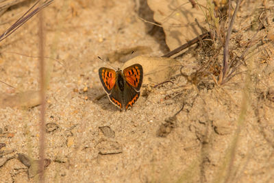 Butterfly on the ground
