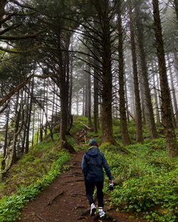A walk along the siuslaw nation forest