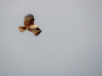 Low angle view of eagle flying against clear sky