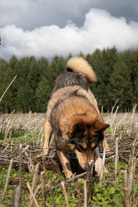 Unleashed instincts. hunting dog unearthing treasures in the field in northern europe