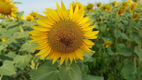 Close-up of sunflower