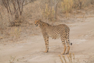 View of a cat lying on land