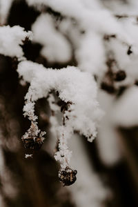 Close-up of frozen plant