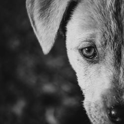 Close-up portrait of dog