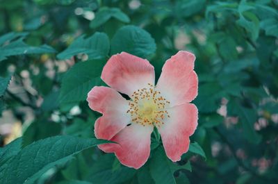 Close-up of pink flowering plant