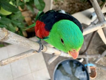 Close-up of parrot perching on branch