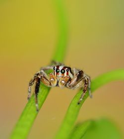 Close-up of spider