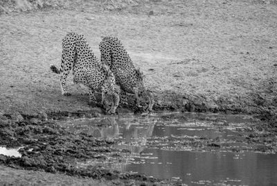 Cheetahs drinking water from pond
