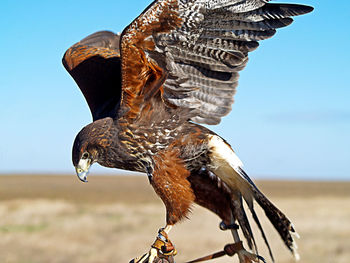 Close-up of hawk against sky