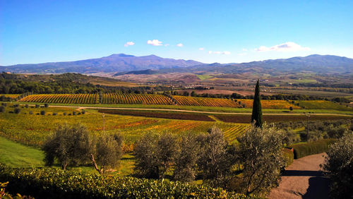 Scenic view of agricultural field against sky