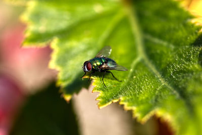 Close-up of fly on leaf